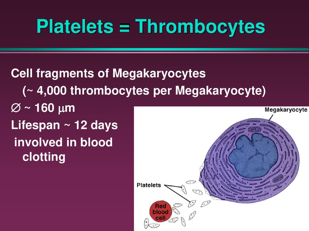 Фрагмент клетки. Thrombocytes. Thrombocytes функции. Platelets Cells. Platelets function.