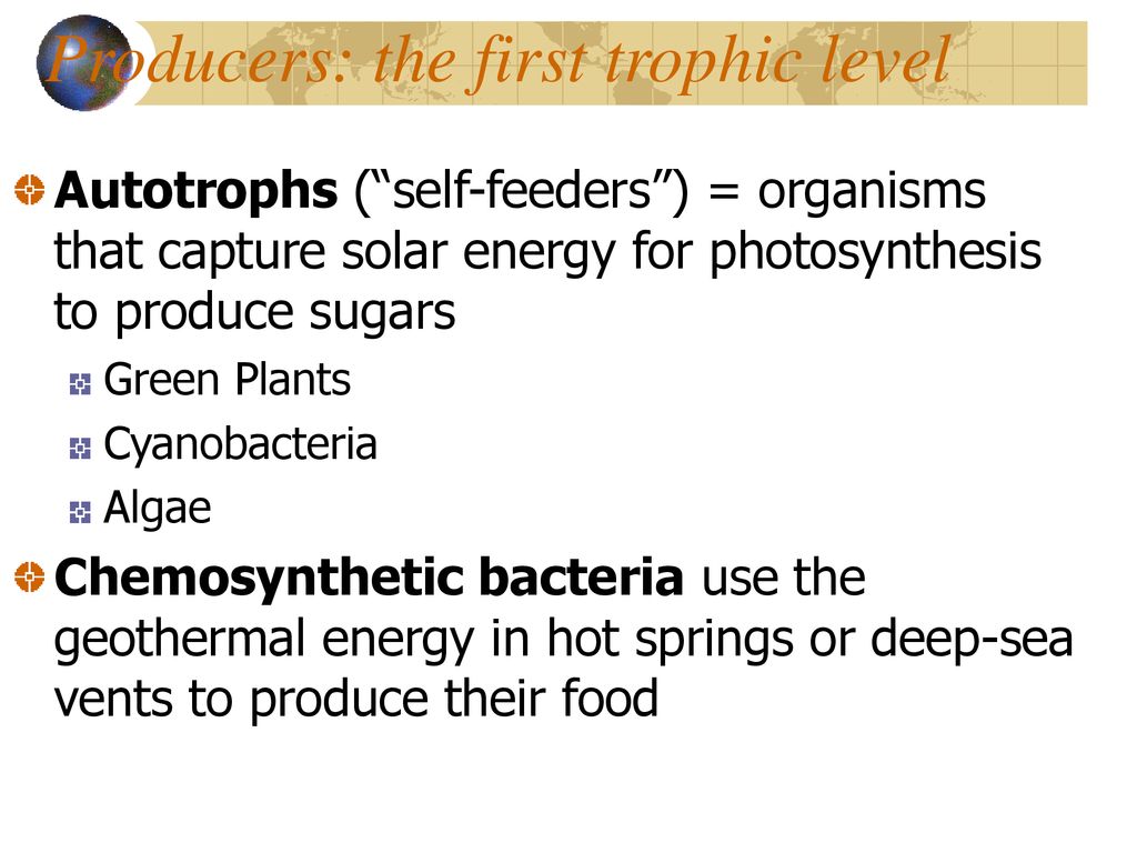 ________ capture solar energy and use photosynthesis to produce sugars