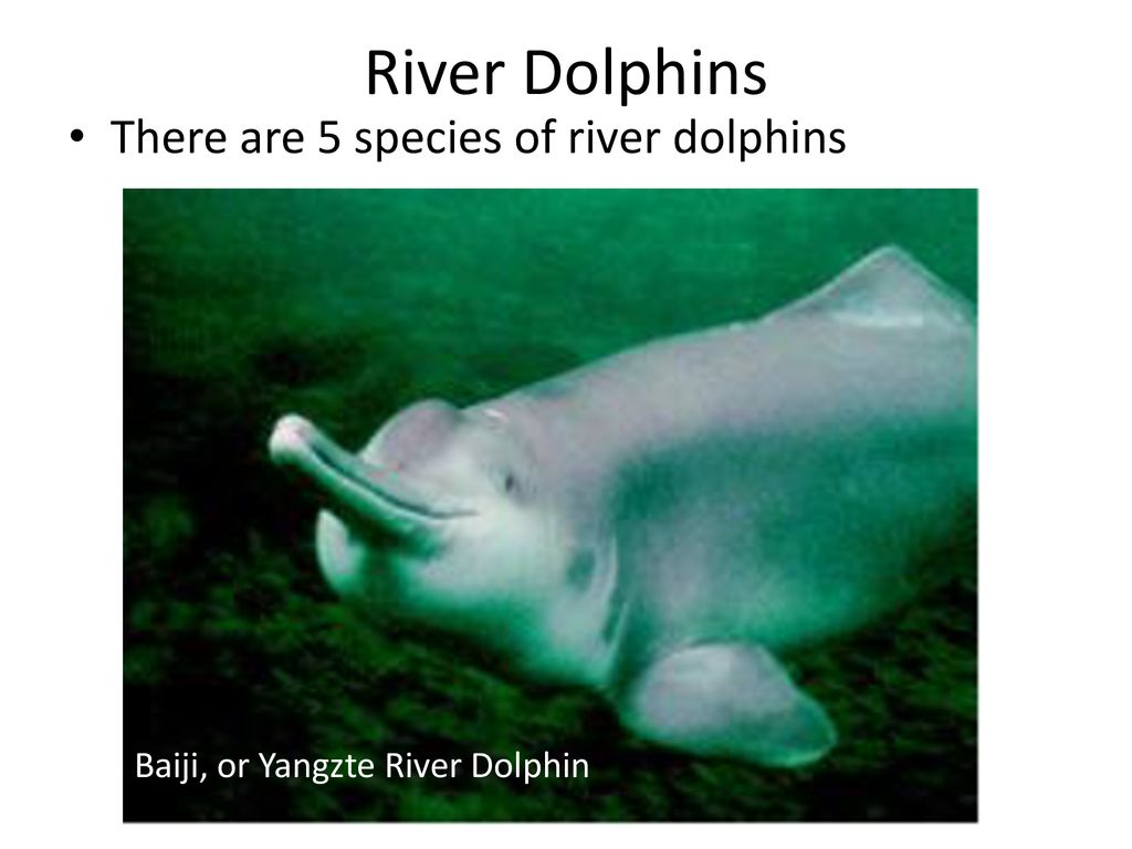 River Dolphins There are 5 species of river dolphins