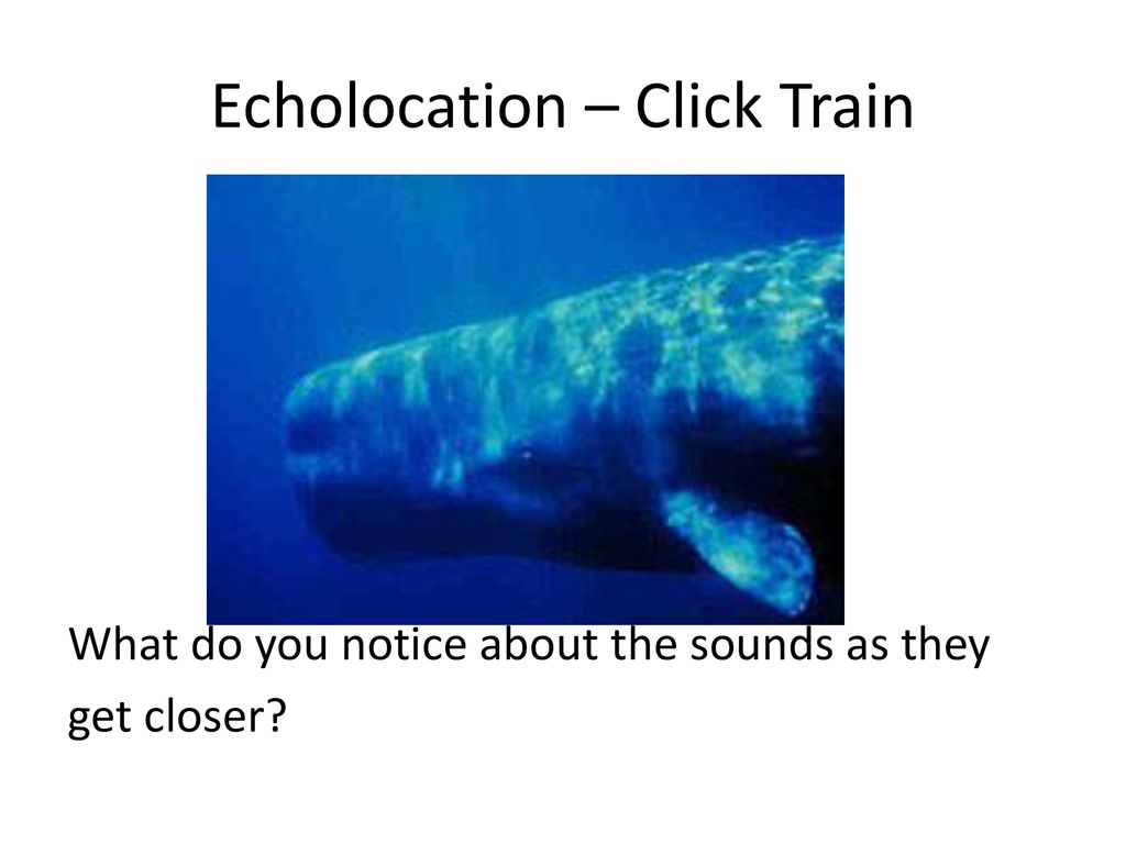 Echolocation – Click Train