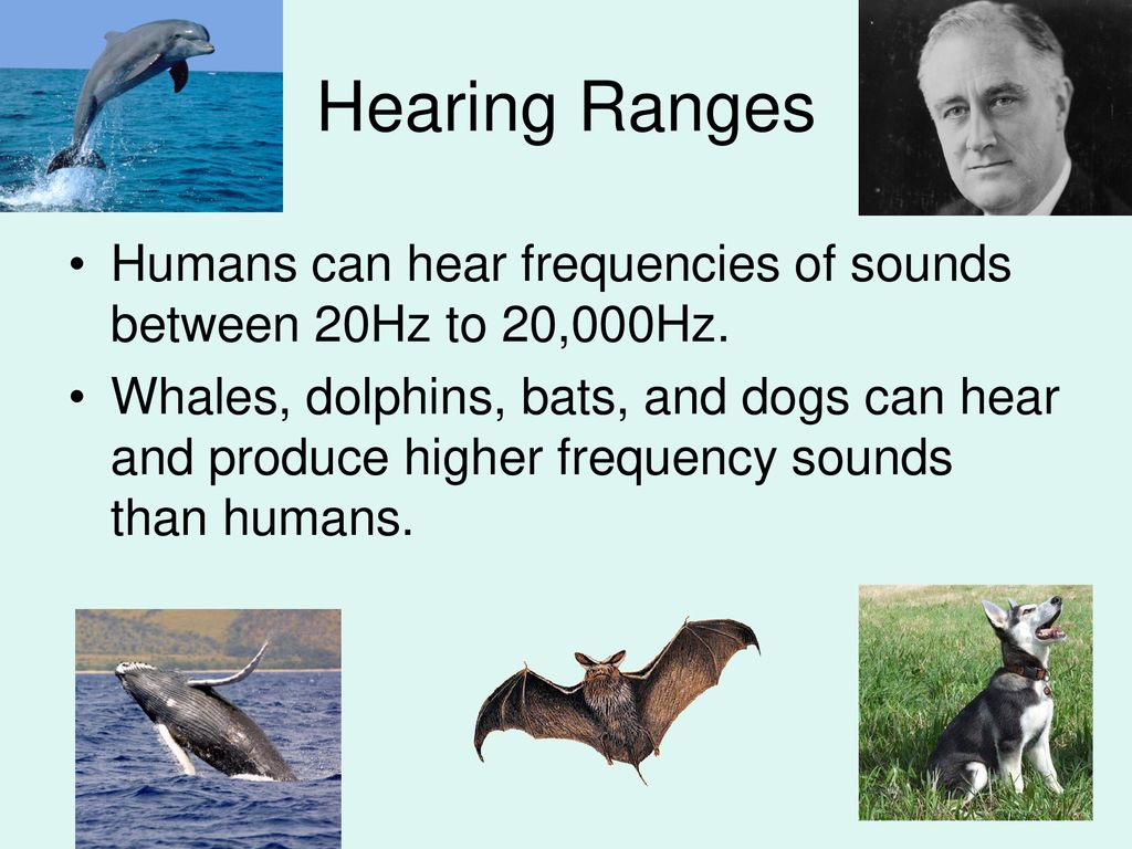 Humans and Other Animals - ppt download