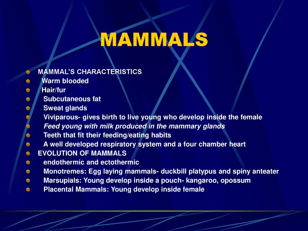 MAMMALS MAMMAL’S CHARACTERISTICS Warm blooded Hair/fur - ppt download