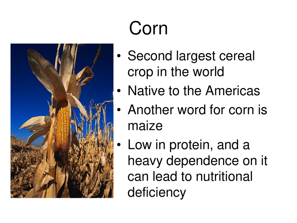 Staple Foods& World Cuisines ppt download