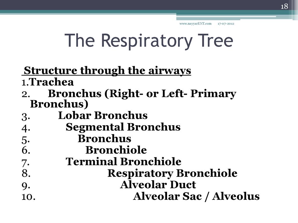 The Respiratory Tree.