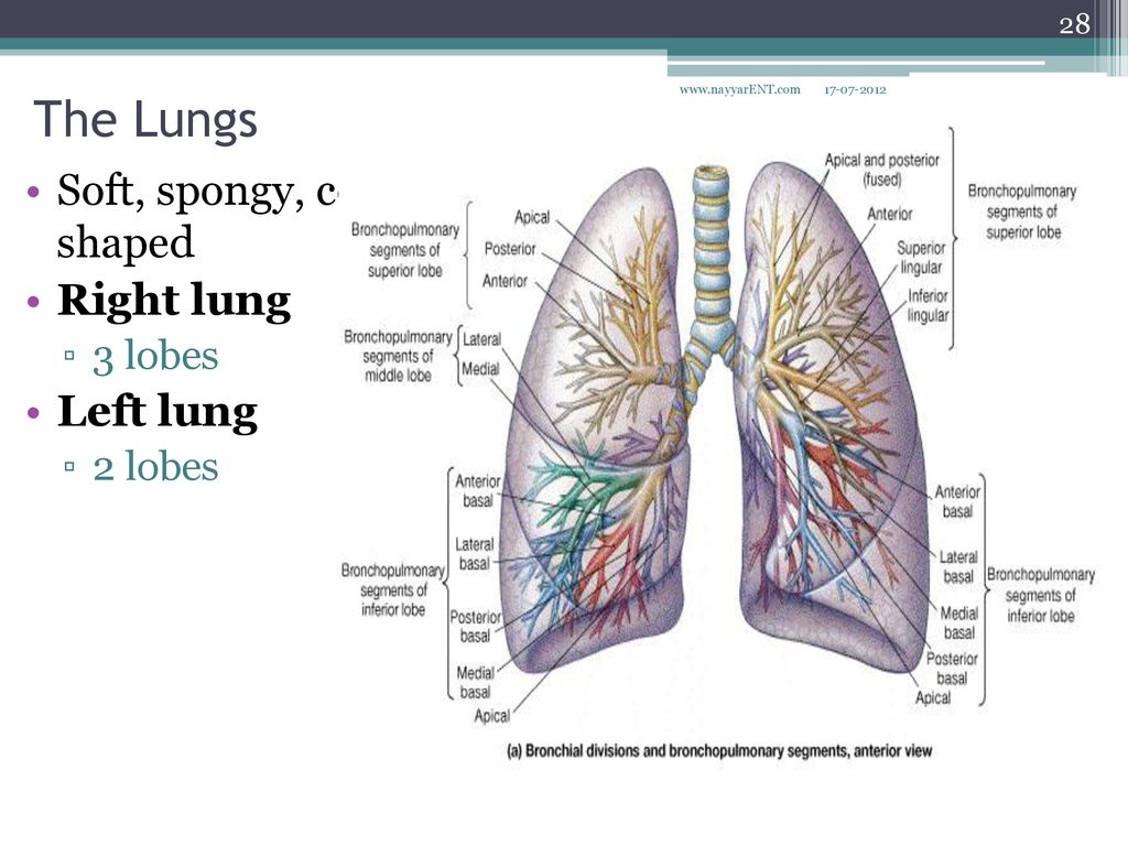 The Lungs Soft, spongy, cone- shaped Right lung Left lung 3 lobes