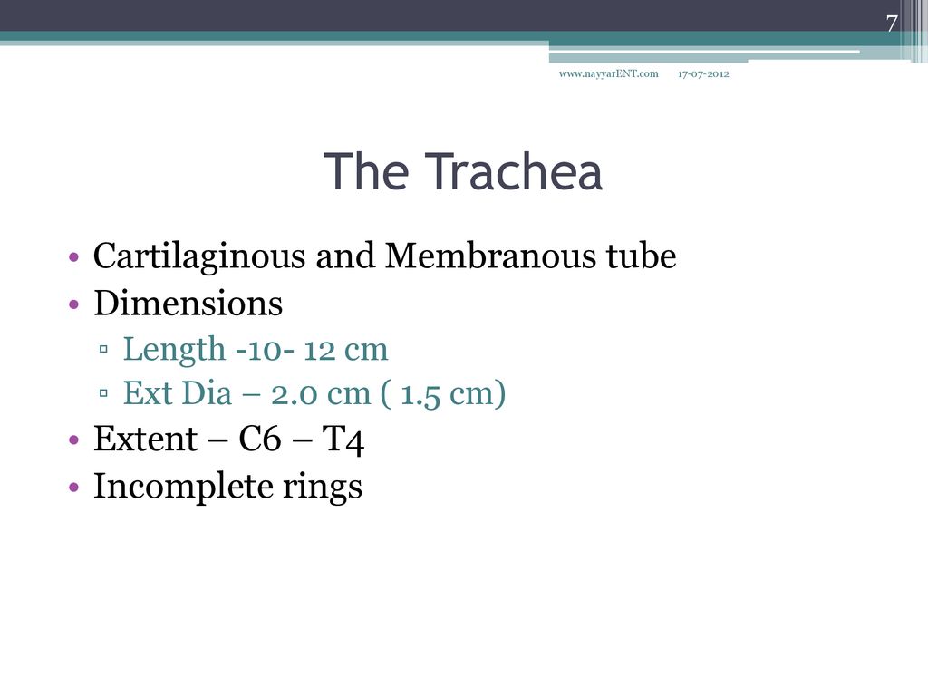 The Trachea Cartilaginous and Membranous tube Dimensions