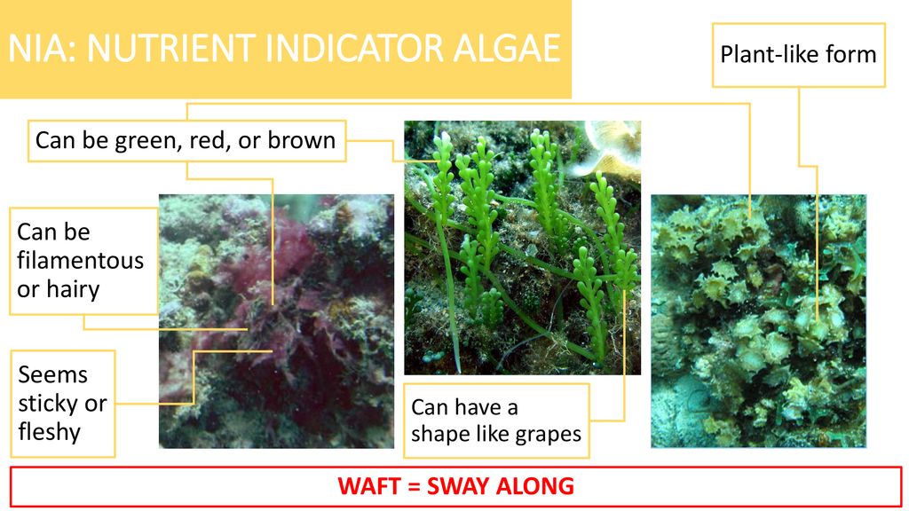 REEF CHECK SUBSTRATES Eureka Amadea May ppt download