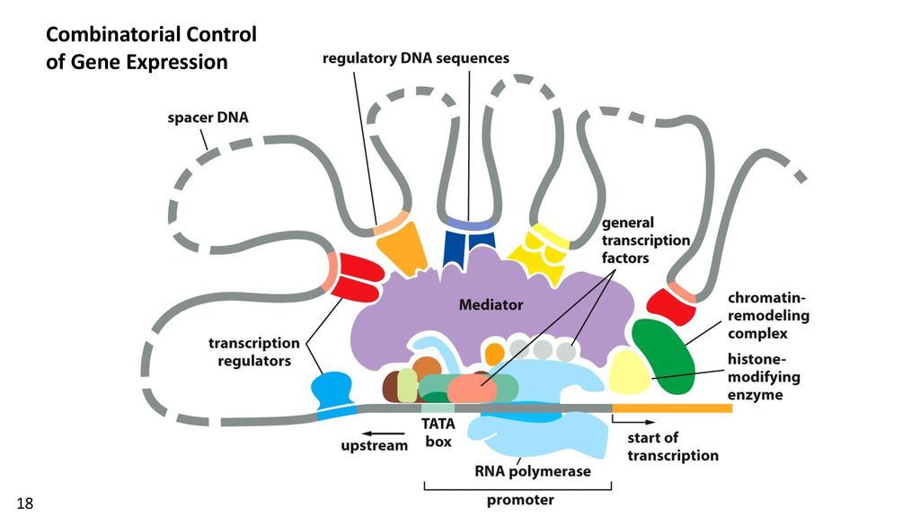 Transcriptional regulation ppt download
