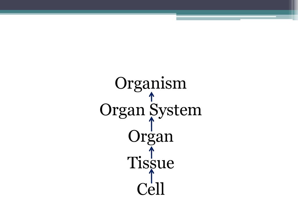 Structural Hierarchy in Animals - ppt download