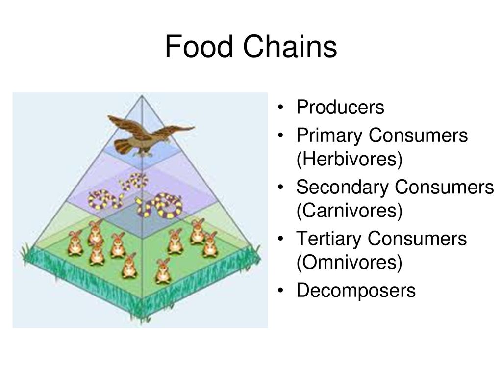 Food Chains Producers Primary Consumers (Herbivores)