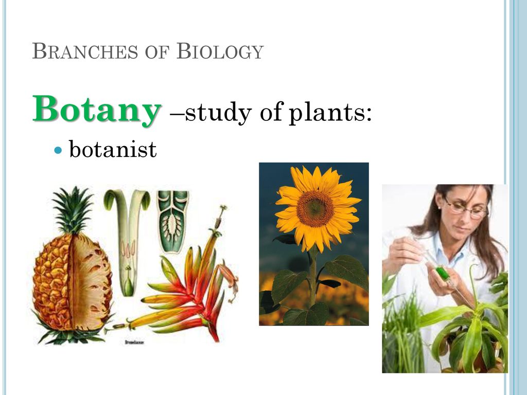 Botany –study of plants: