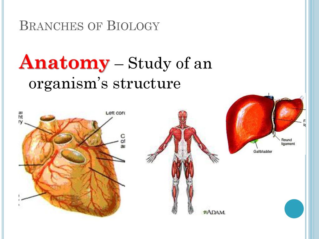 Anatomy – Study of an organism’s structure