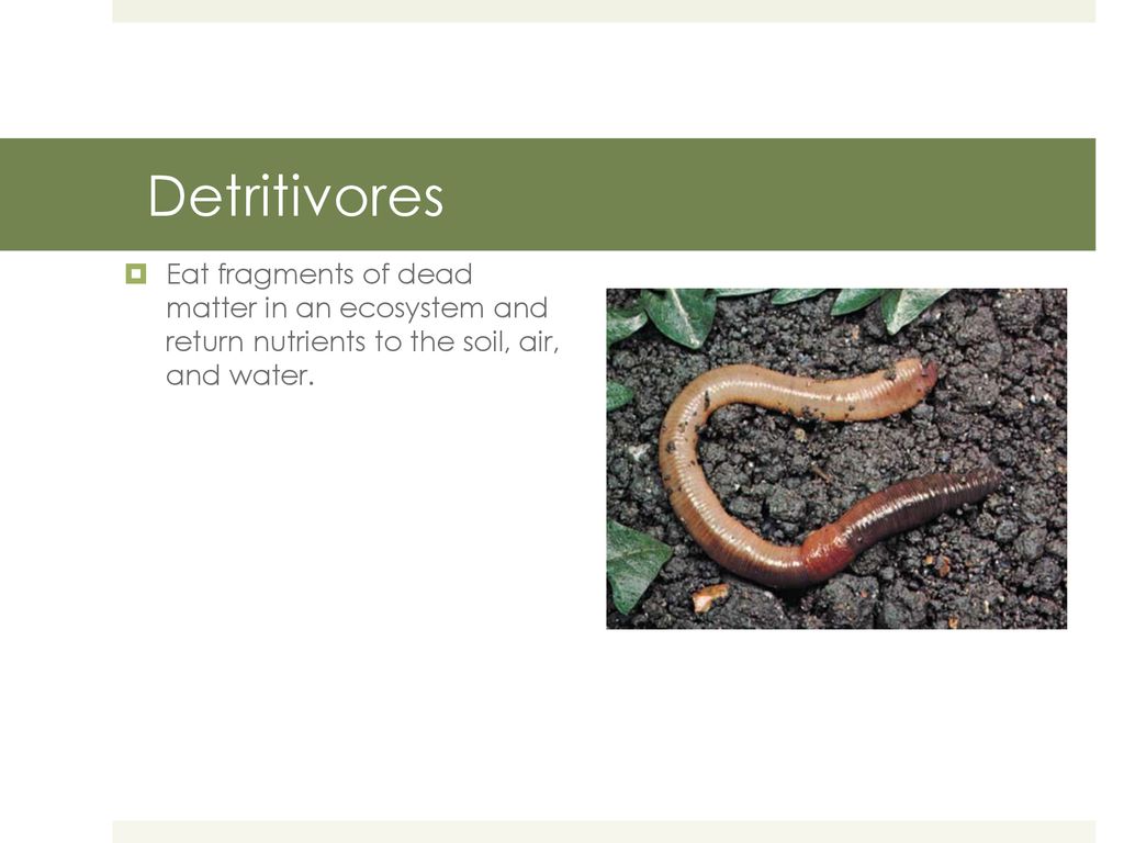 Define the term Biotic, then give an example Biology Diagrams