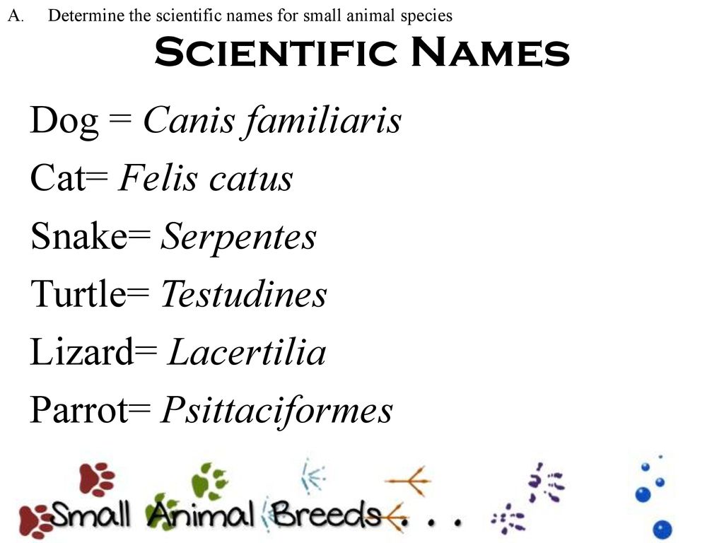 Small Animal Breeds Determine the scientific names for small animal species  List characteristics used to identify animal breeds Identify common dog  breeds. - ppt download