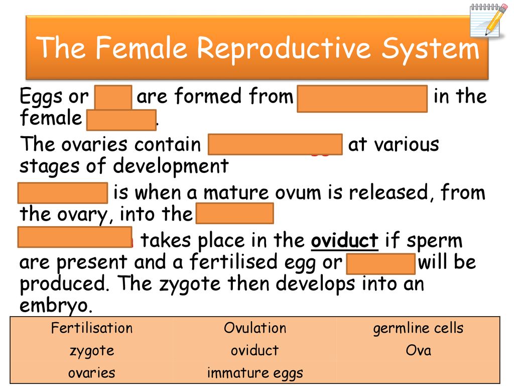 A – The reproductive system - ppt download