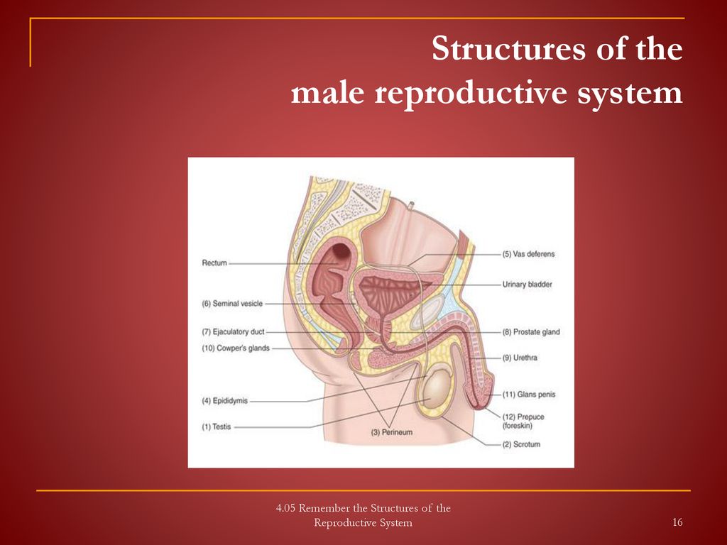 Structures of the male reproductive system