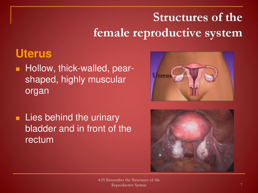 Structures of the female reproductive system