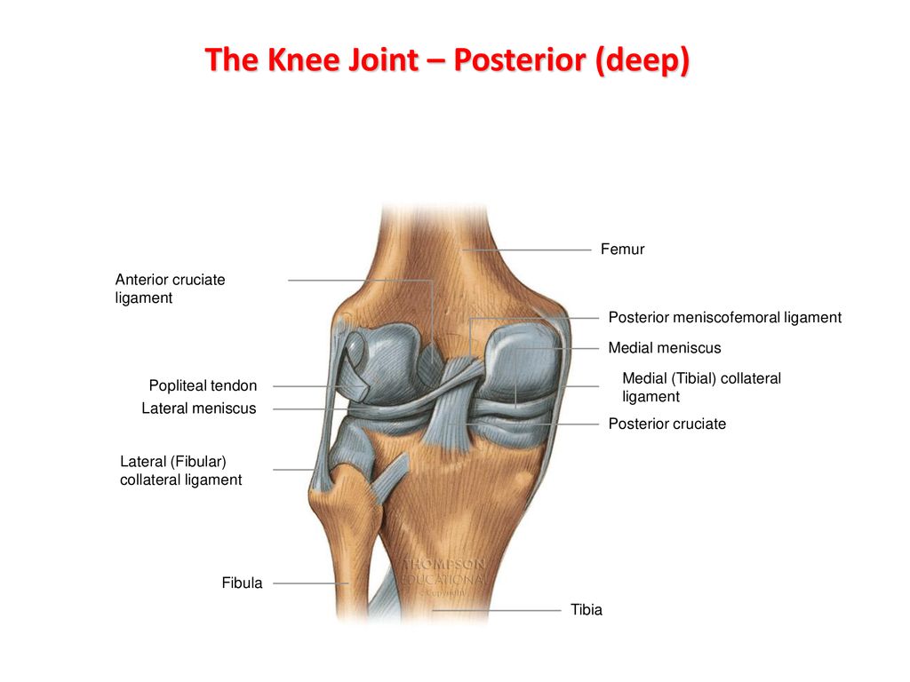 The Knee Joint. - ppt download