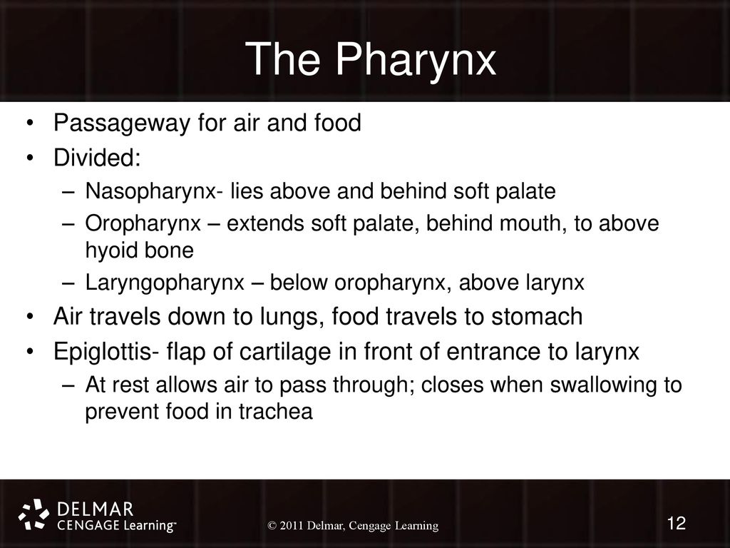 The Pharynx Passageway for air and food Divided: