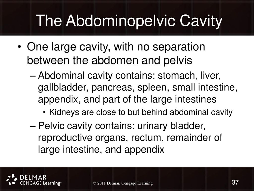 The Abdominopelvic Cavity