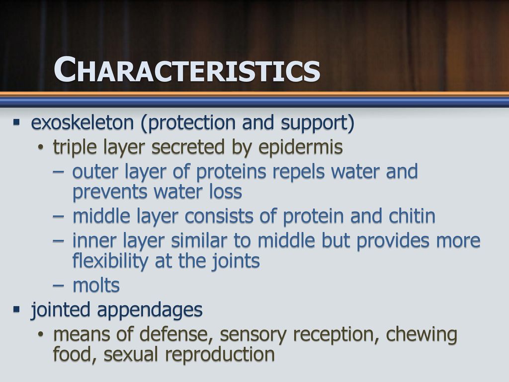 Introduction to Arthropods - ppt download