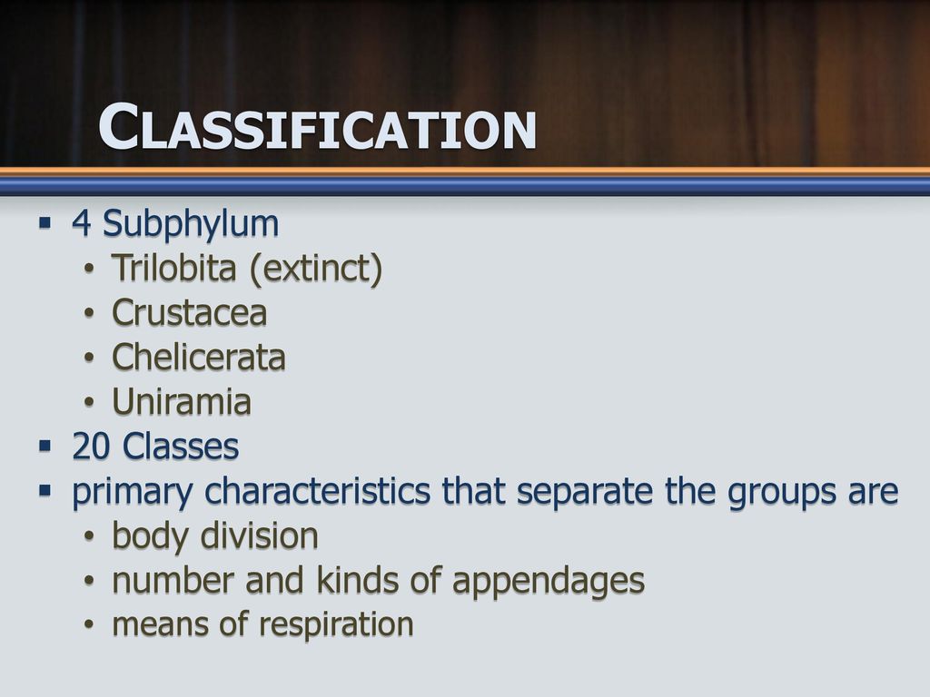 Introduction to Arthropods - ppt download
