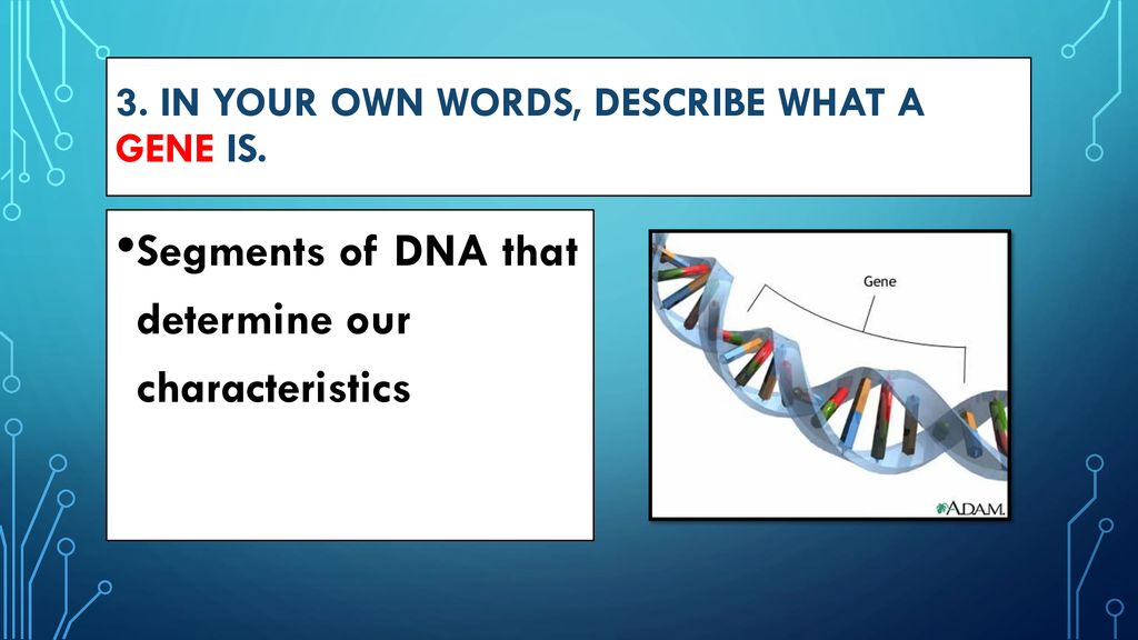 3. In your own words, describe what a GENE is.