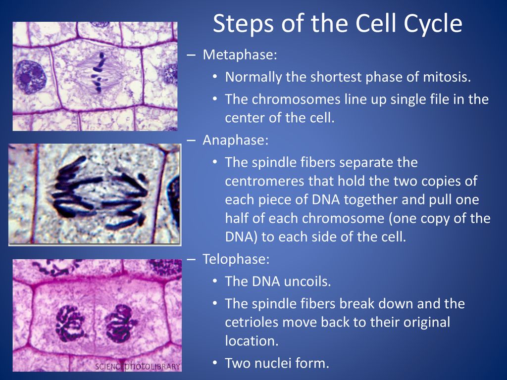 Steps of the Cell Cycle Metaphase: