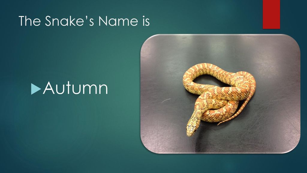 The Snake’s Name is Autumn