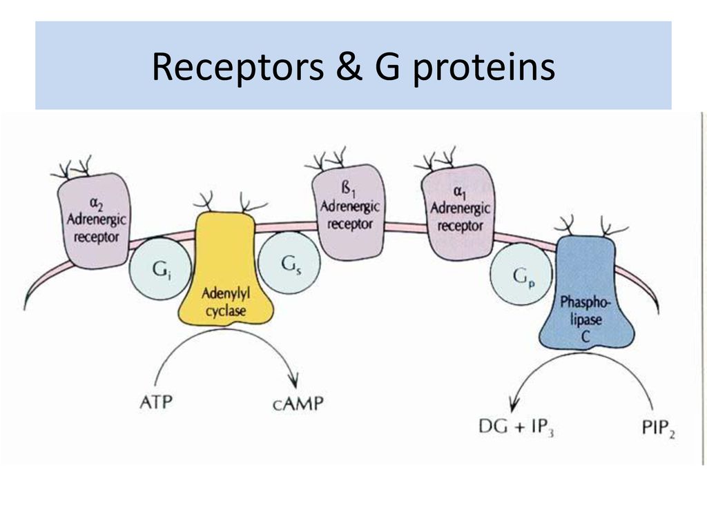 Receptors & G proteins