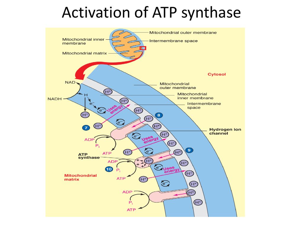 Activation of ATP synthase