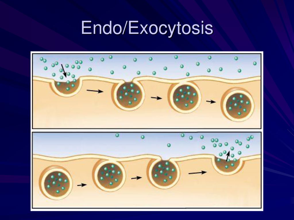 Endo/Exocytosis