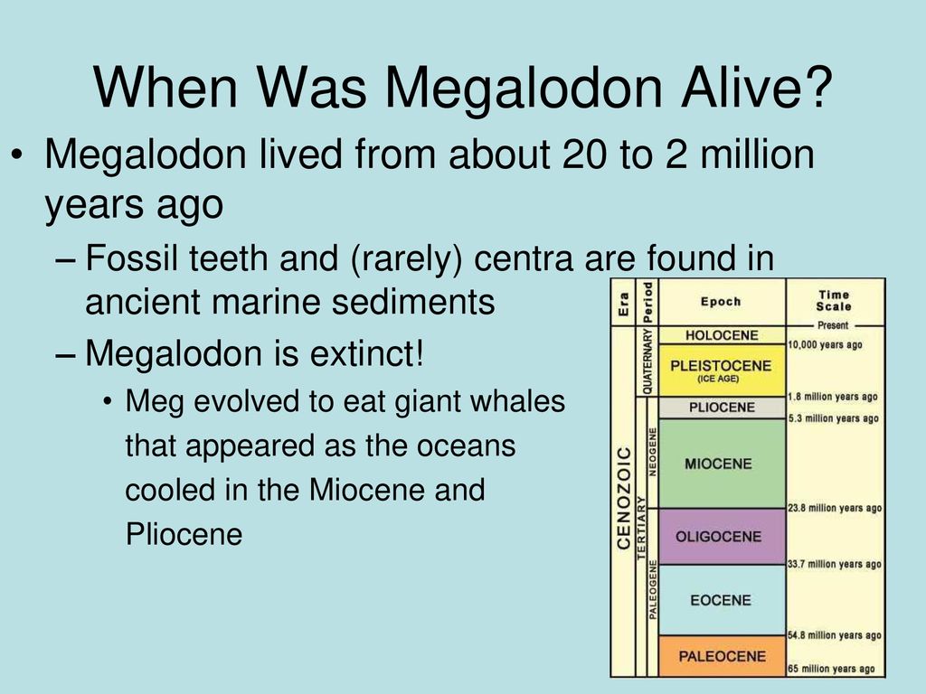 Megalodon: The Largest Shark that Ever Lived - ppt download
