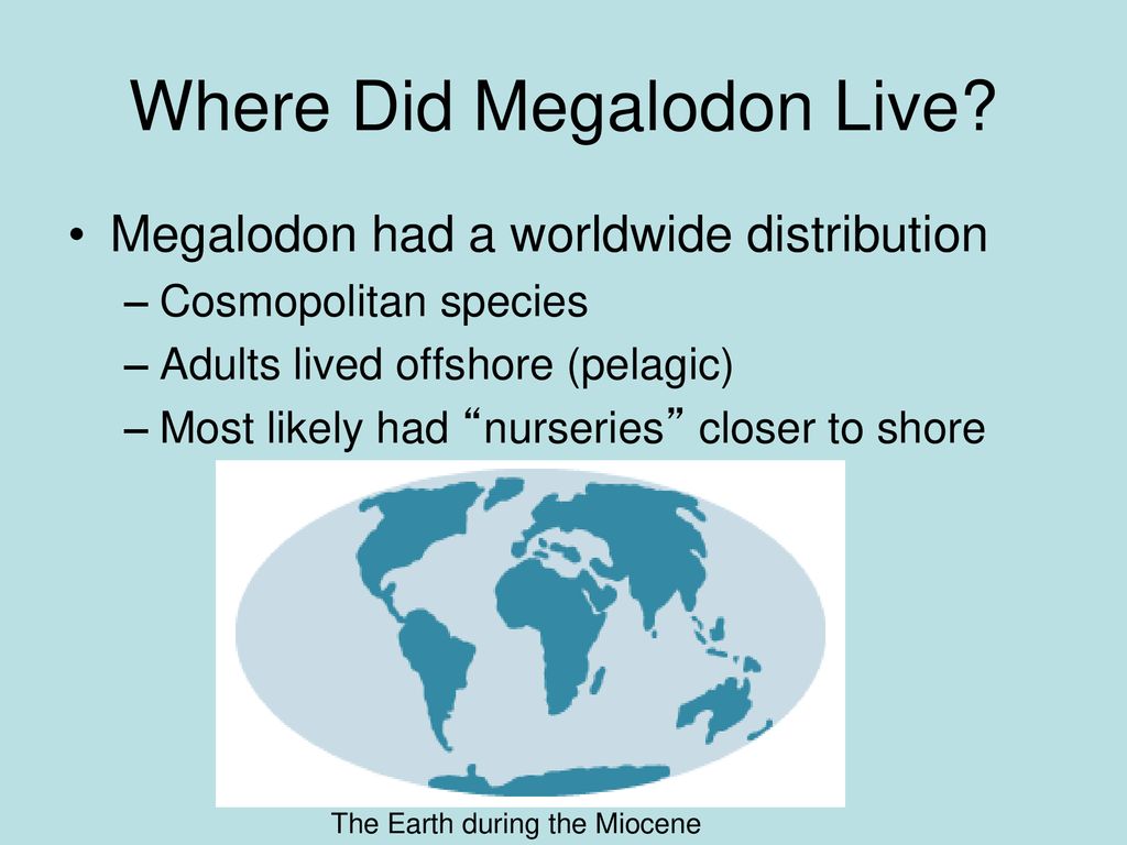 Megalodon: The Largest Shark that Ever Lived - ppt download