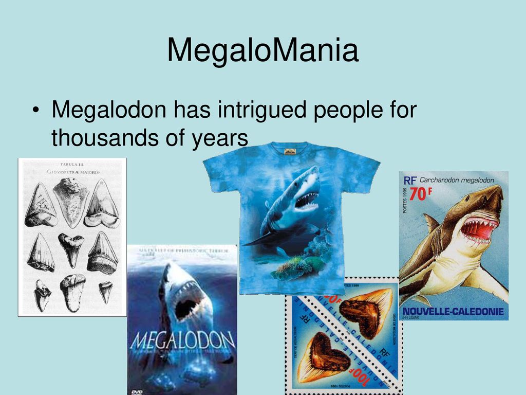 Megalodon: The Largest Shark that Ever Lived - ppt download