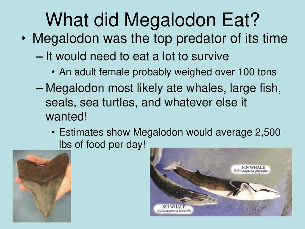 Megalodon: The Largest Shark that Ever Lived - ppt download