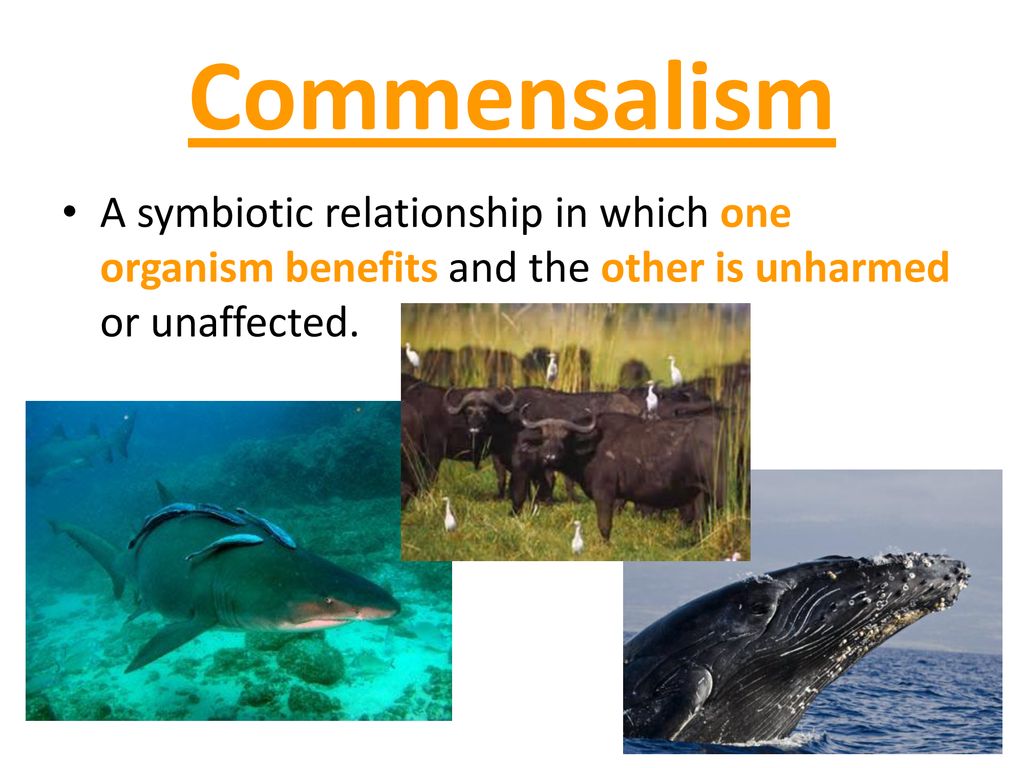 Commensalism Relationship Examples