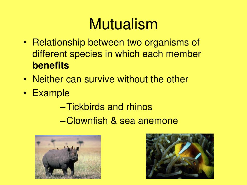 Relationships in Nature - ppt download