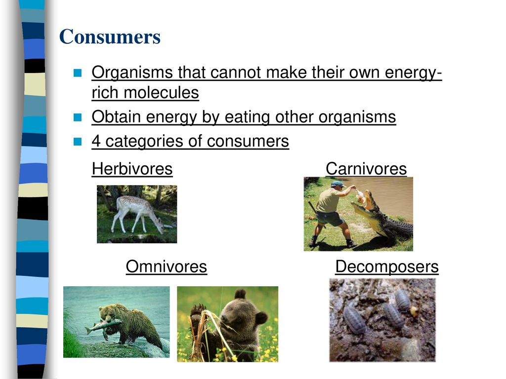 Interactions Within Communities Biology Diagrams