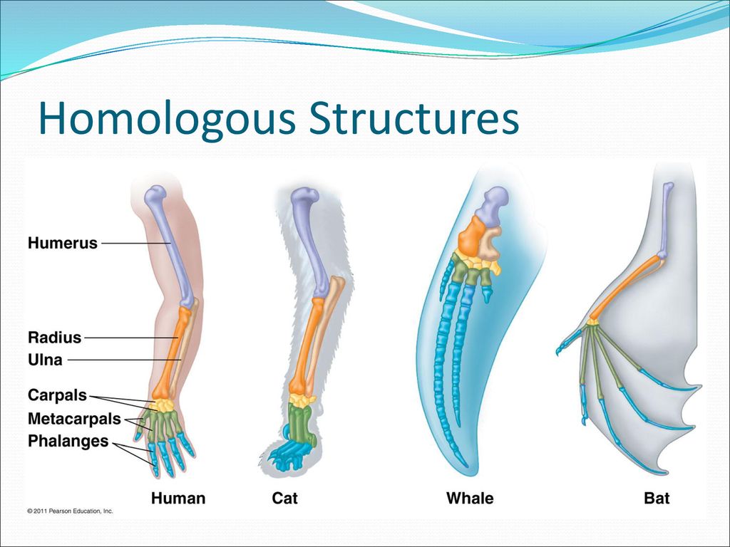 Ch. 22 Warm-Up Compare And Contrast Natural Selection Vs. Artificial ...