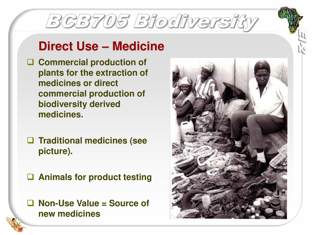 Biodiversity Why is it important? BCB 705: Biodiversity. - ppt download