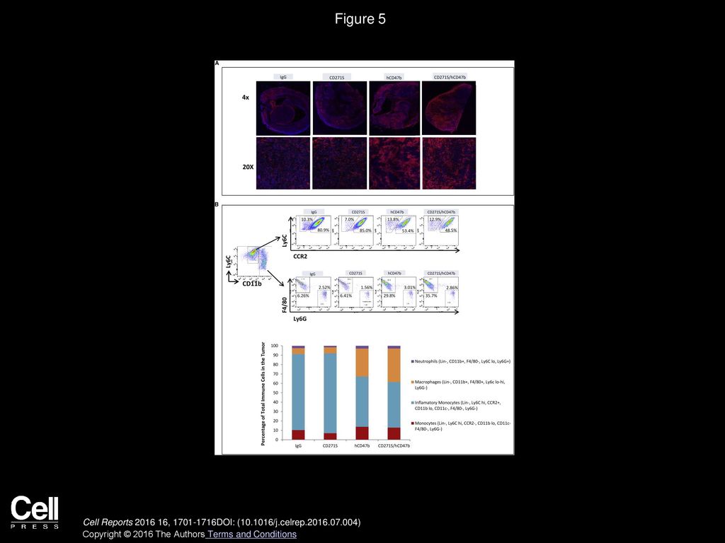 Figure 5 Blockade of CD47 Antigen on the Surface of Tumor Cells Changes the Repertoire of Myeloid Cell Lineages at the Primary Tumor Site.