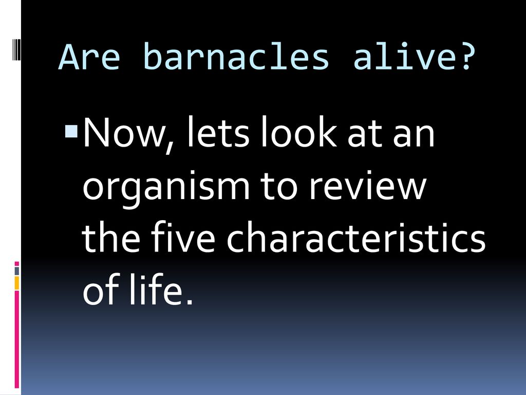 Are barnacles alive Now, lets look at an organism to review the five characteristics of life.