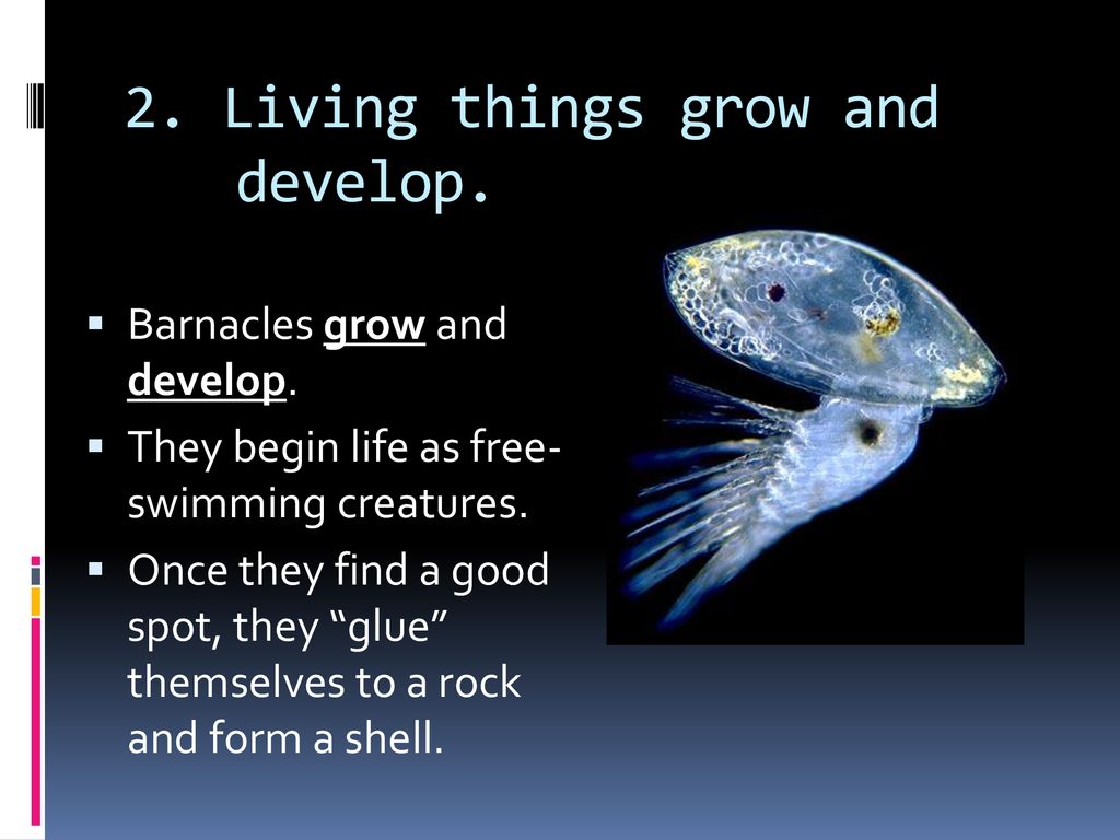 2. Living things grow and develop.