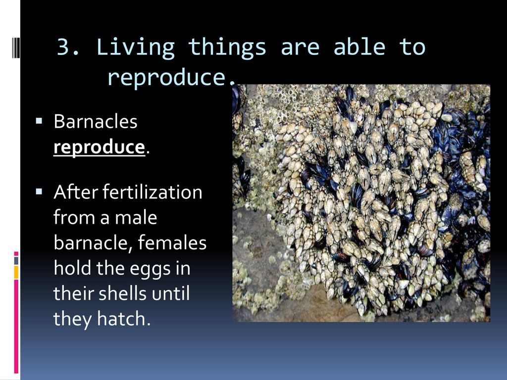 3. Living things are able to reproduce.