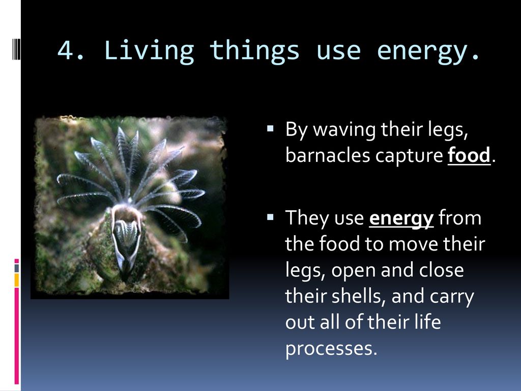 4. Living things use energy.