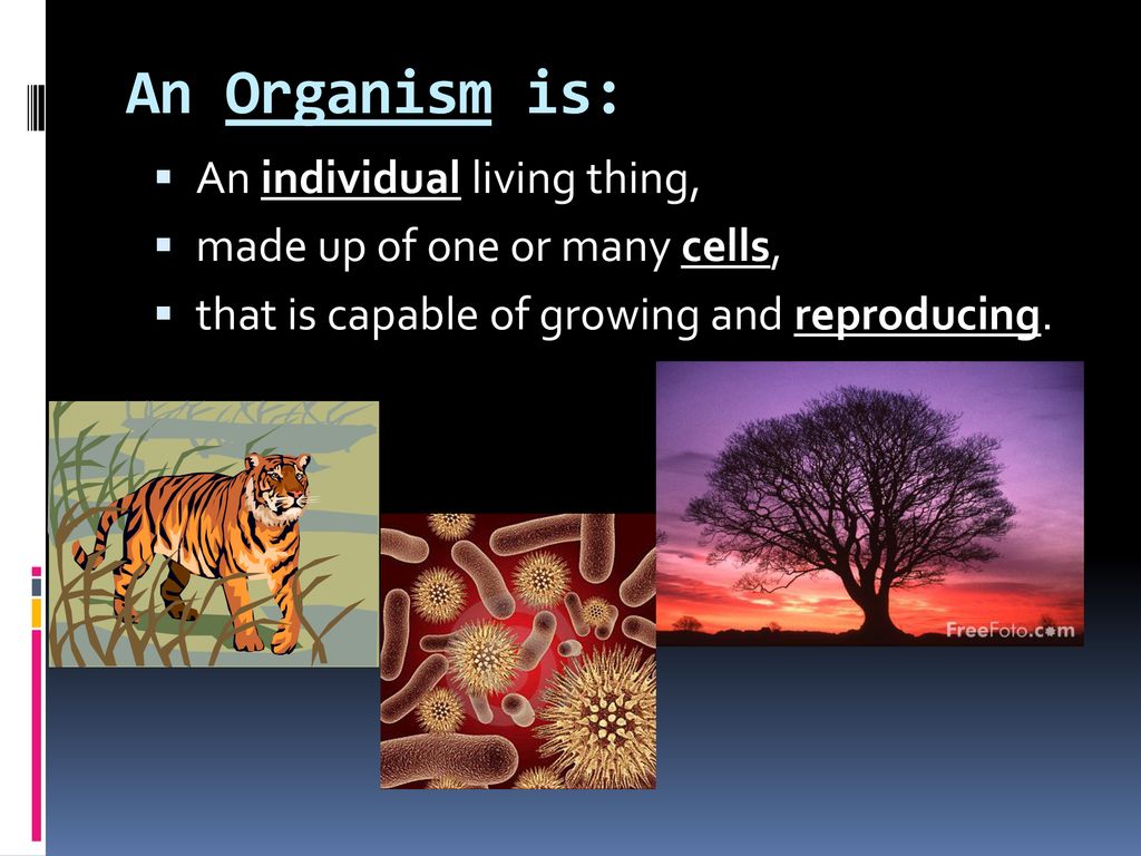 An Organism is: An individual living thing,