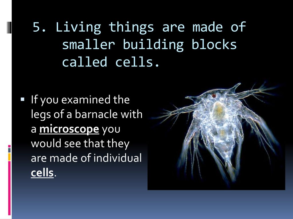 5. Living things are made of smaller building blocks called cells.