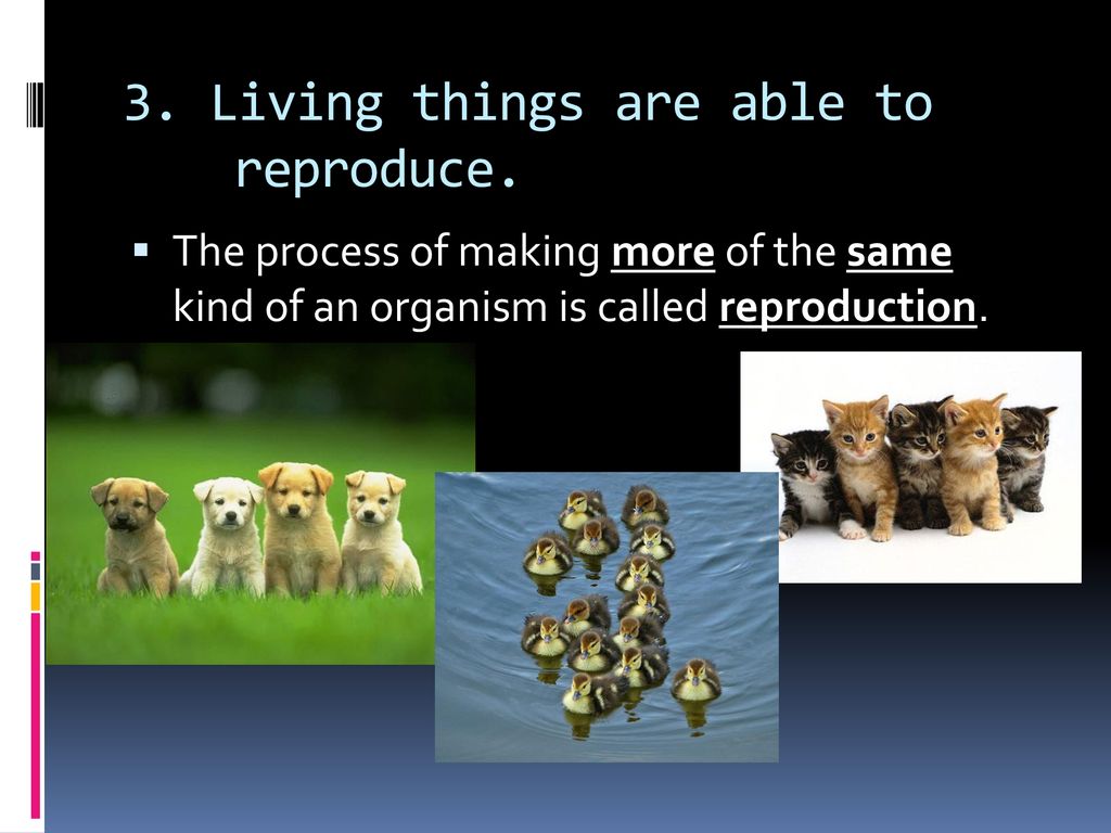 3. Living things are able to reproduce.