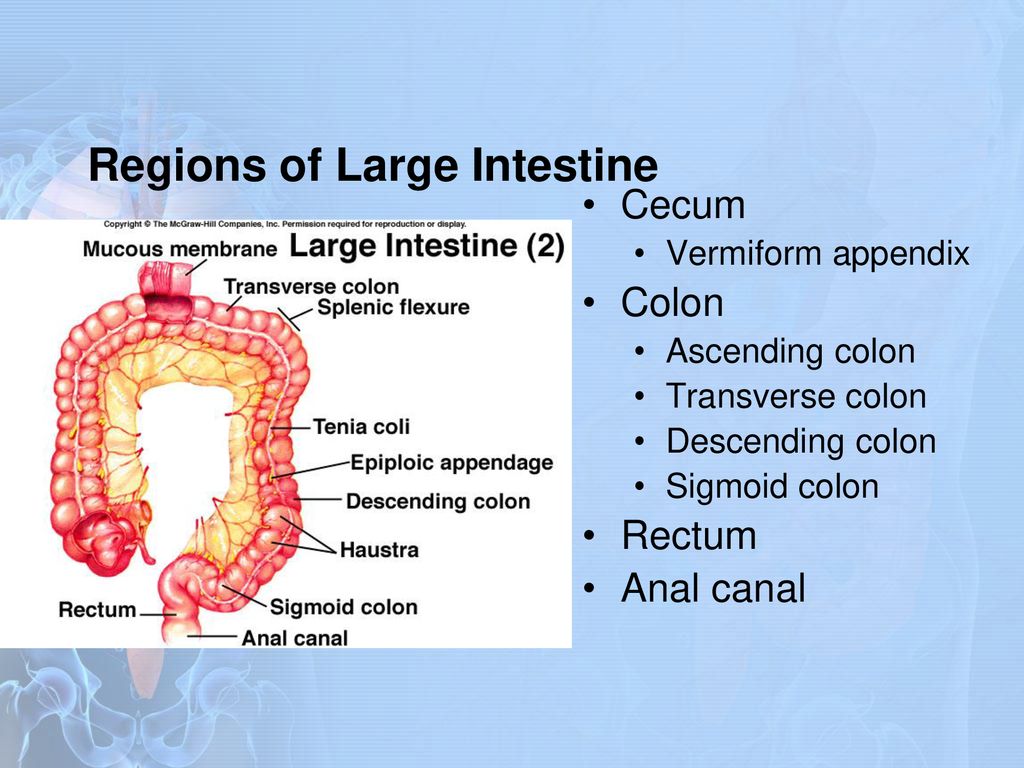 The digestive system ppt download